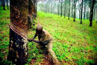 Côte dÂ’Ivoire : Forêt classée, un commissaire de police se fait arnaquer par un chef de village de Sikensi 